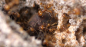 Preview: Atta cephalotes - bicolor